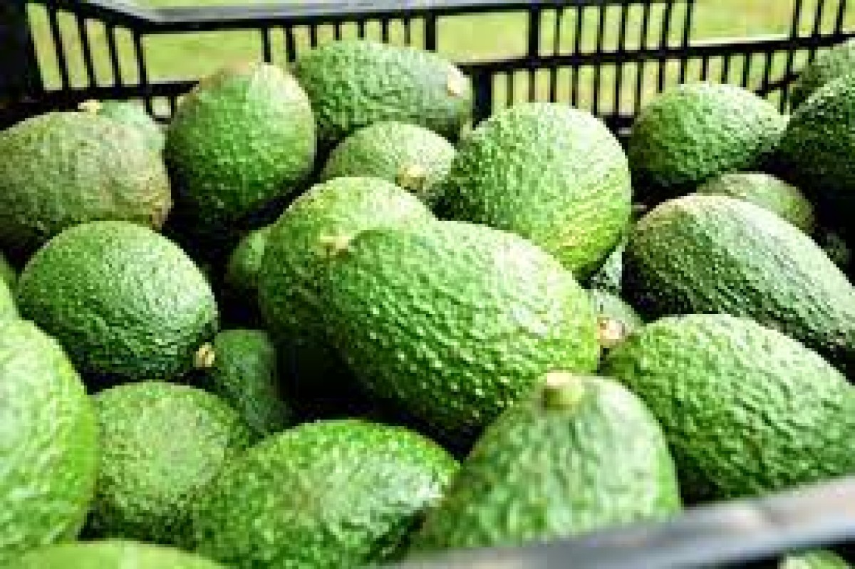 Superior Hass Avocados from Thika, Kenya from Kenya